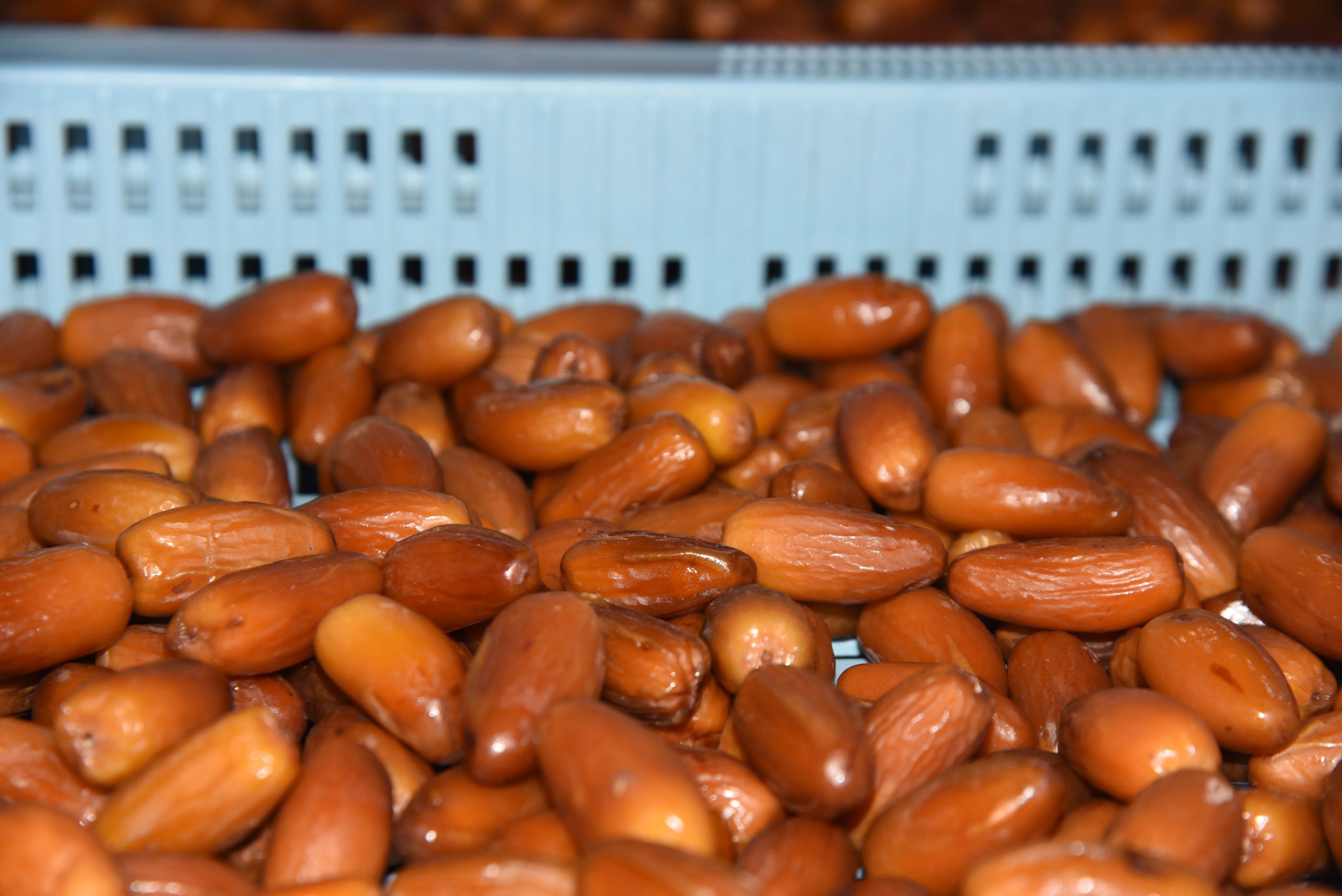 Dates pocessed
